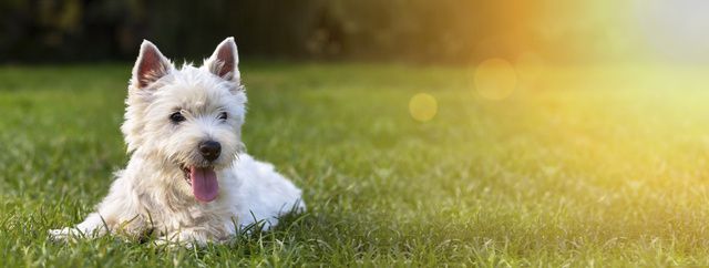 chien couché dans l'herbe
