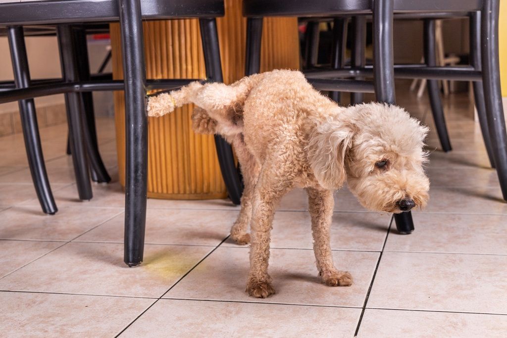 chien qui fait pipi à côté d'une chaise