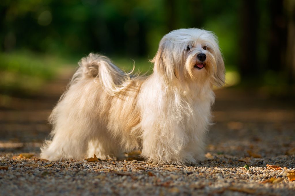chien à poils longs 