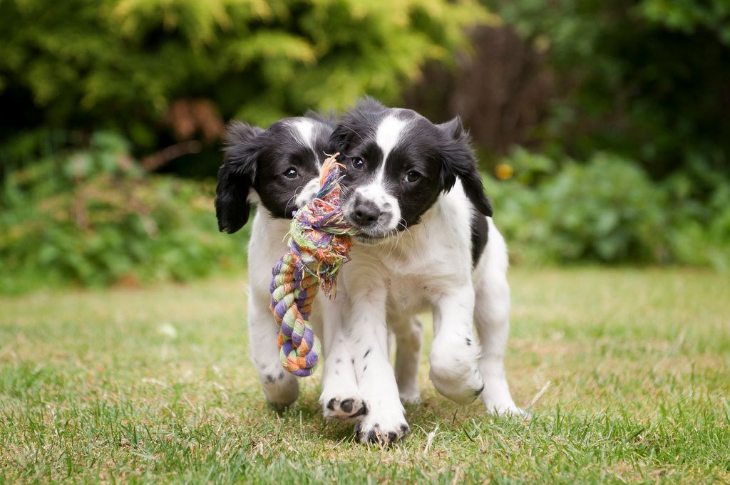 Deux chiots en train de jouer dans l'herbe