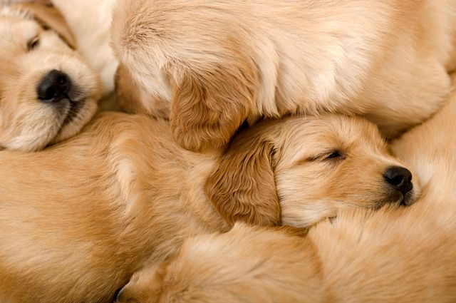 golden retriever qui dorment
