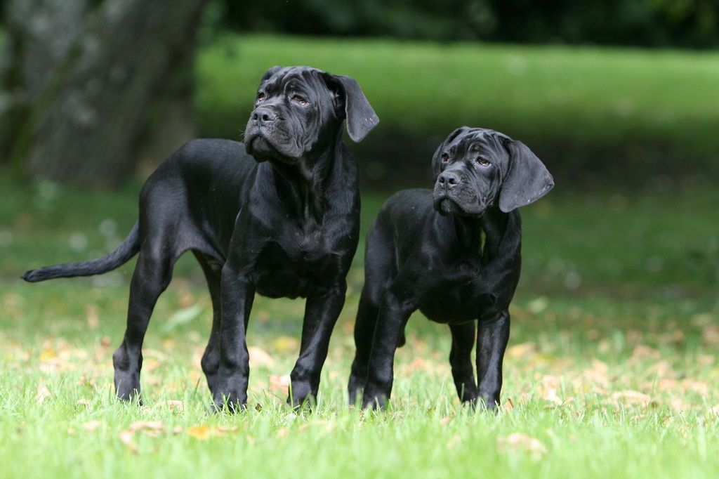 Deux Cane Corso noirs