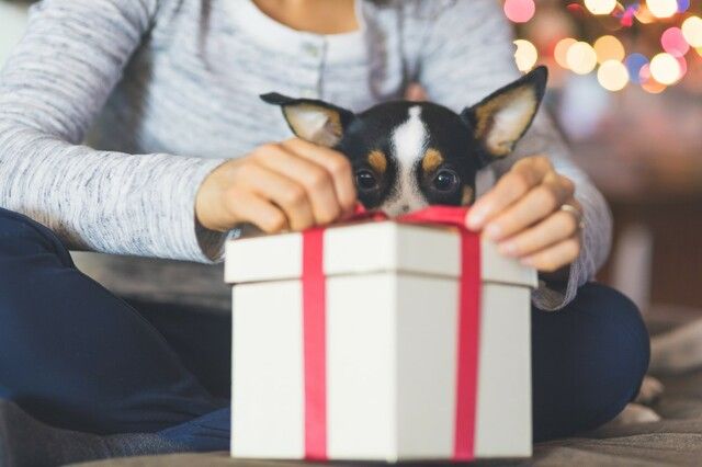 chiot devant un cadeau de noel