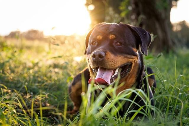 rottweiler allongé dans l'herbe