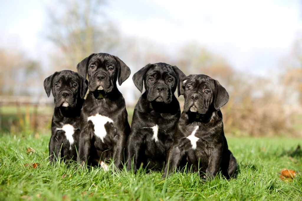 5 chiens cane corso 