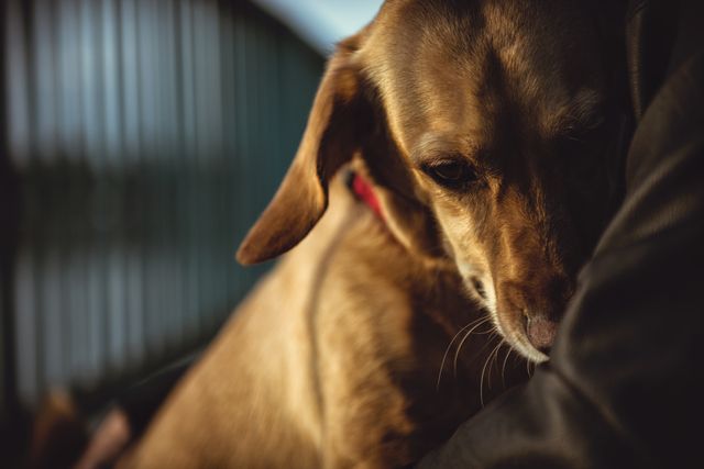 chien triste dans les bras de son propriétaire