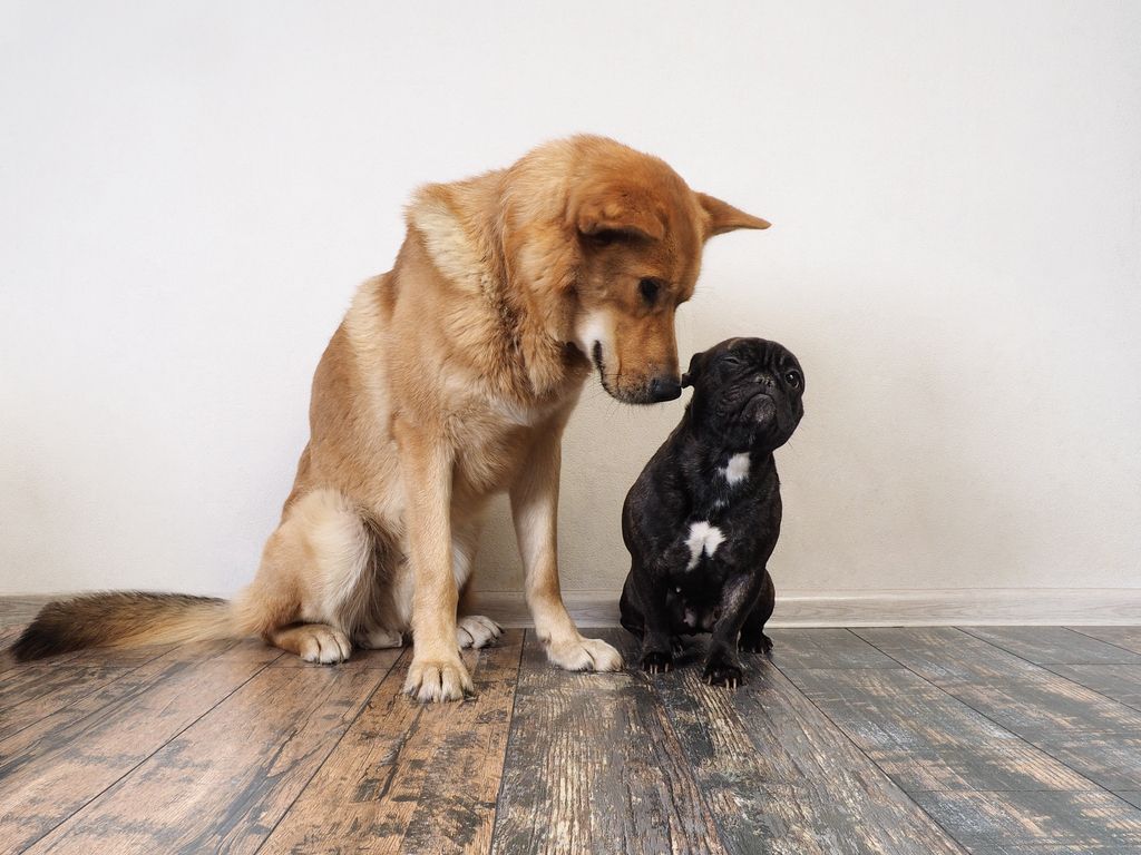 deux chiens