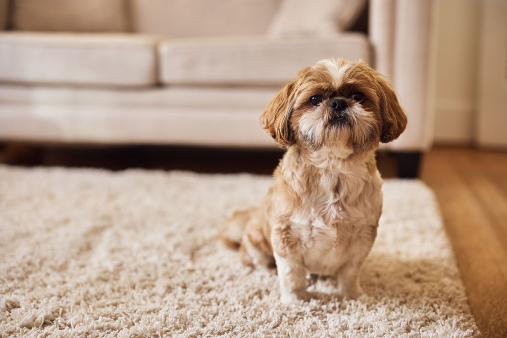 Shih Tzu assit sur un tapis