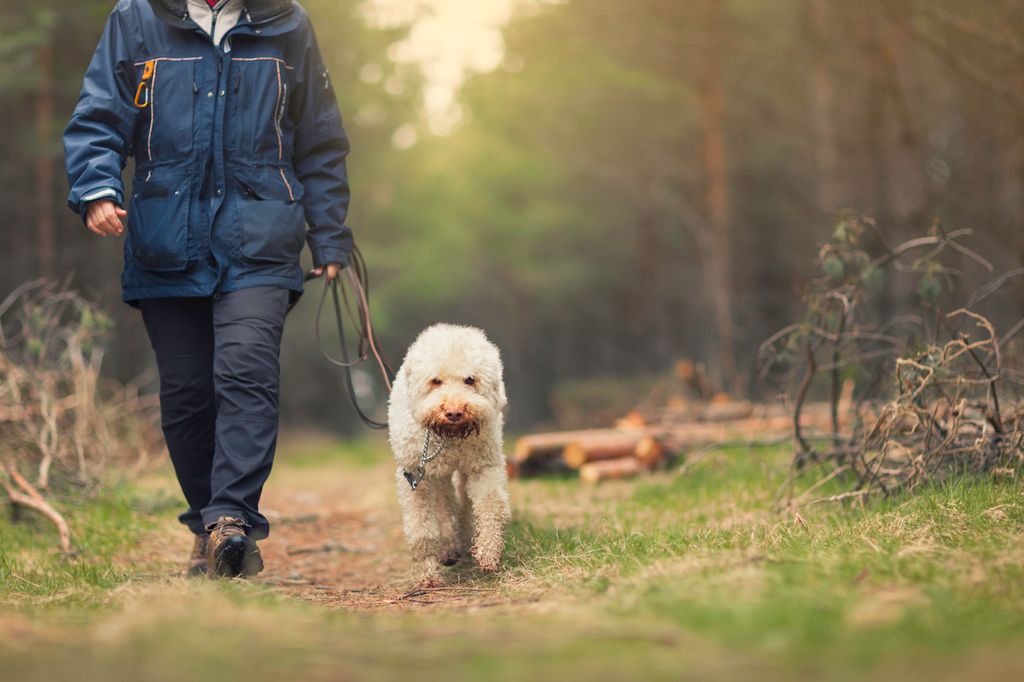 chien en laisse qui s'entraîne pour le rappel