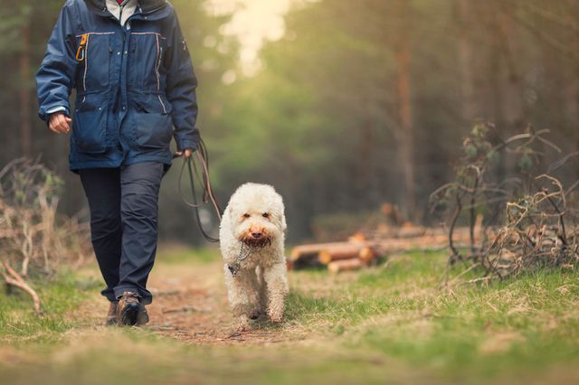 chien en laisse qui s'entraîne pour le rappel