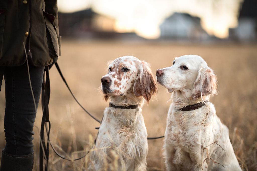 deux chiens de chasse