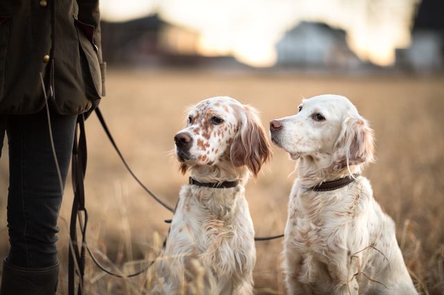 deux chiens de chasse
