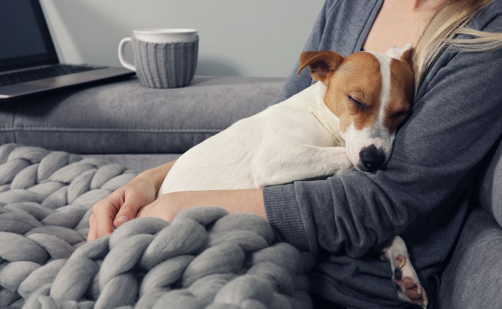 chien qui dort sur son maître