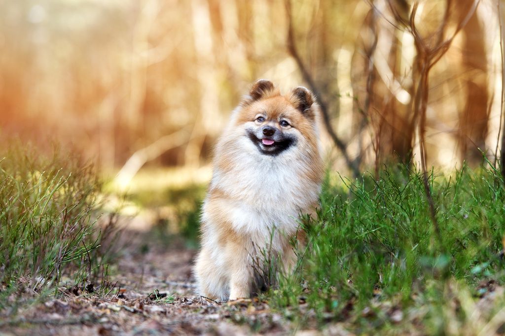 Spitz Allemand