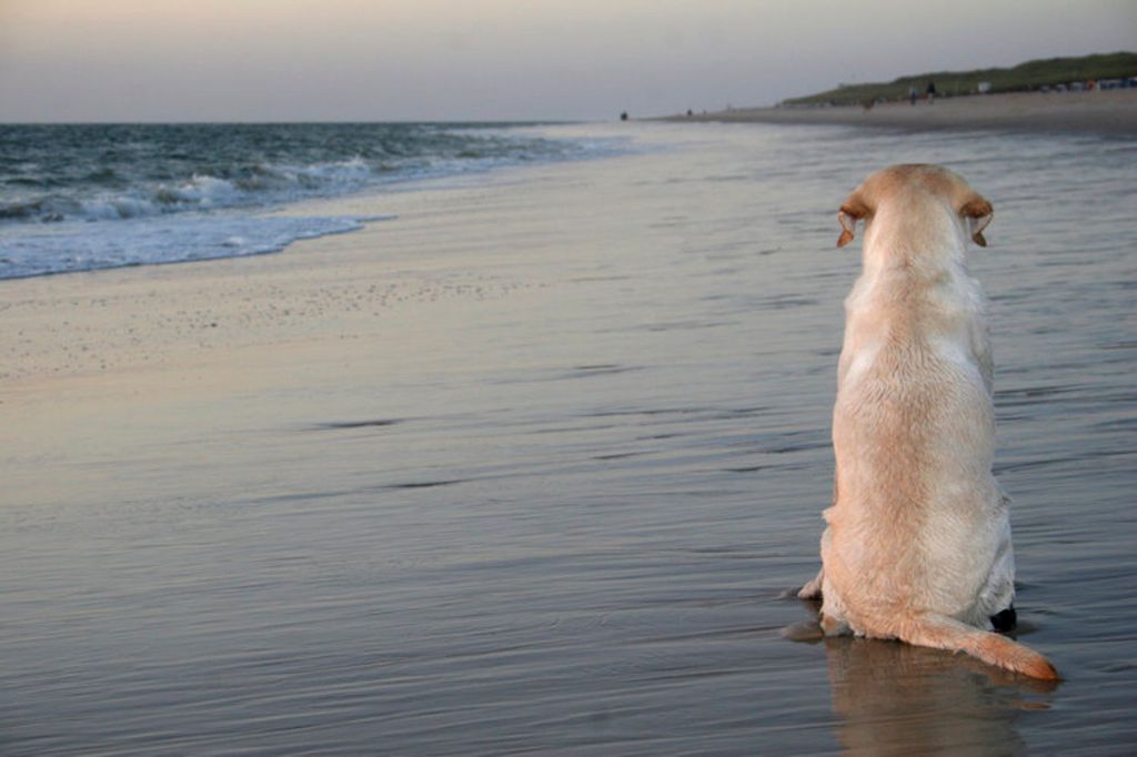 chien sur la plage qui regarde l'horizo