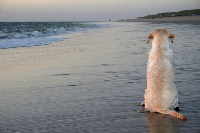 chien sur la plage qui regarde l'horizo