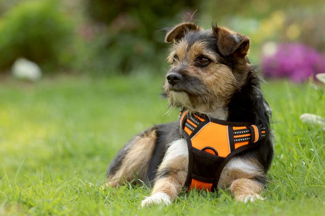 chien avec un harnais orange