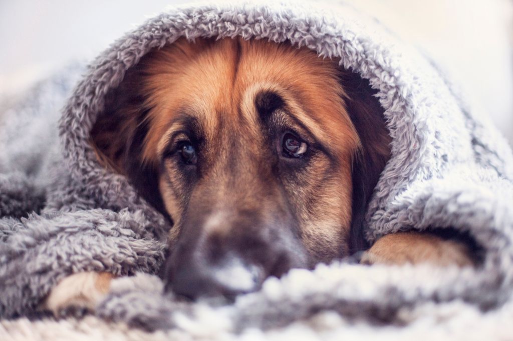 Un chien enroulé dans une couverture