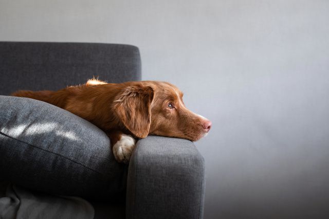 chien qui se détend sur son canapé pendant le confinement