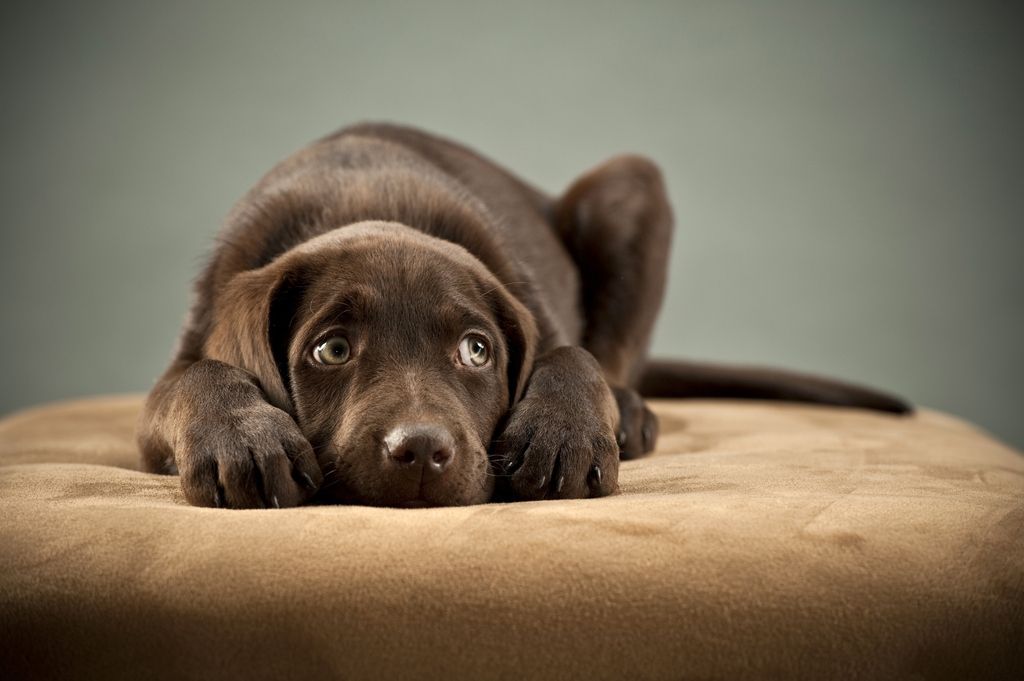 chien qui a peur