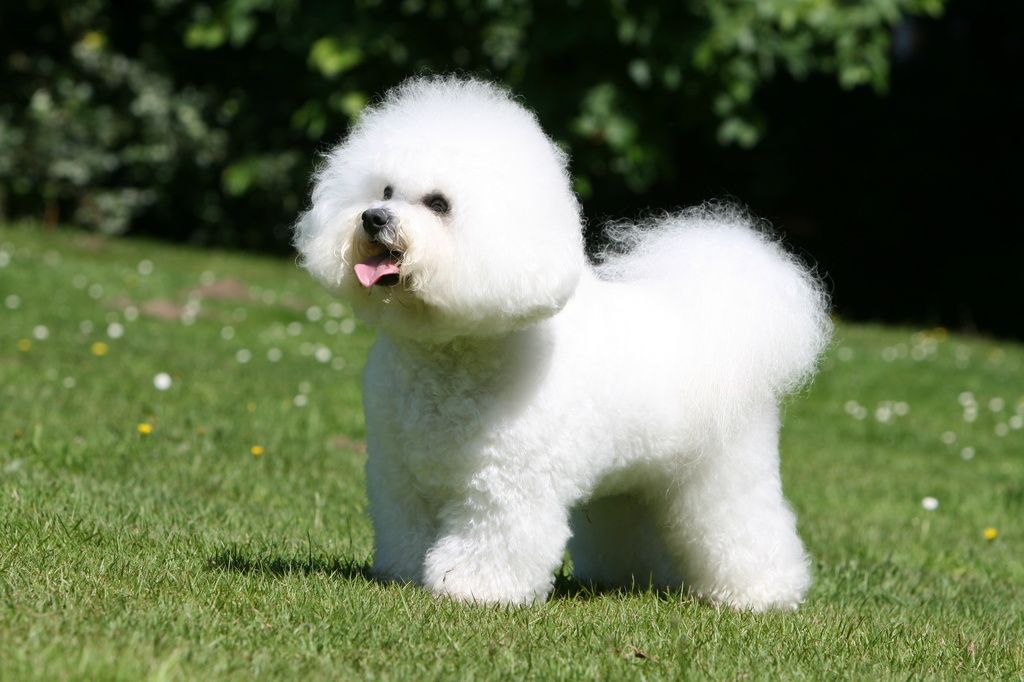 Bichon Frisé