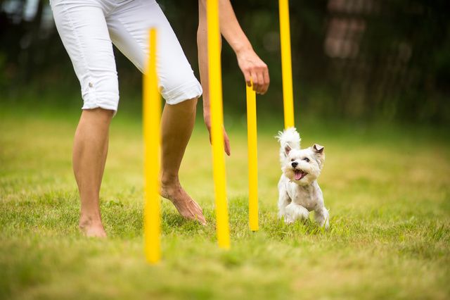 Petit chien qui pratique l'agility
