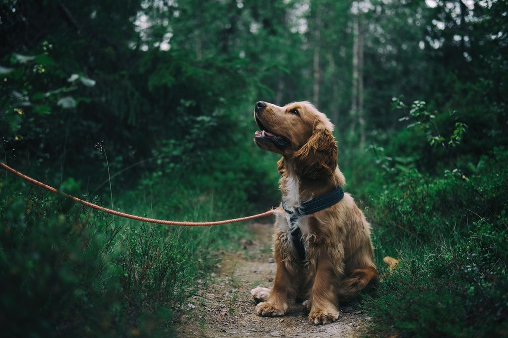 cocker assit en laisse dans la forêt