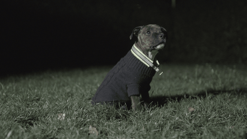 chien assit dans la nuit