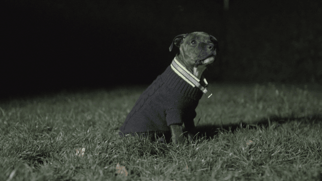 chien assit dans la nuit