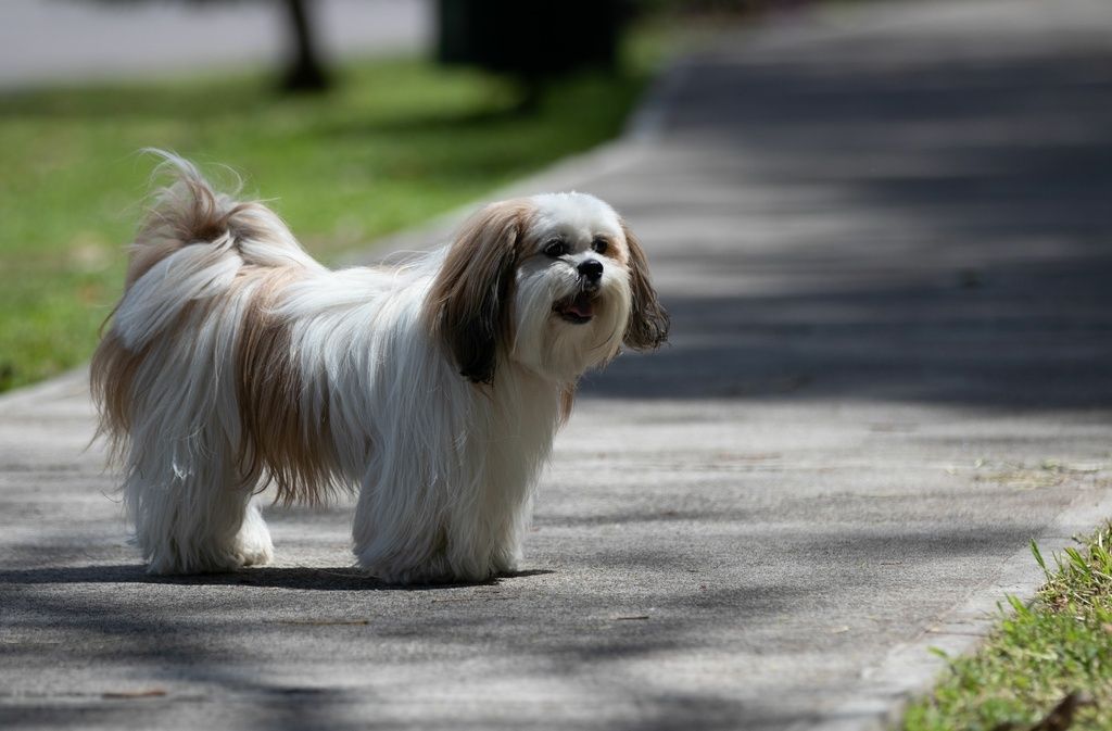 Lhassa Apso blanc sur le trottoir