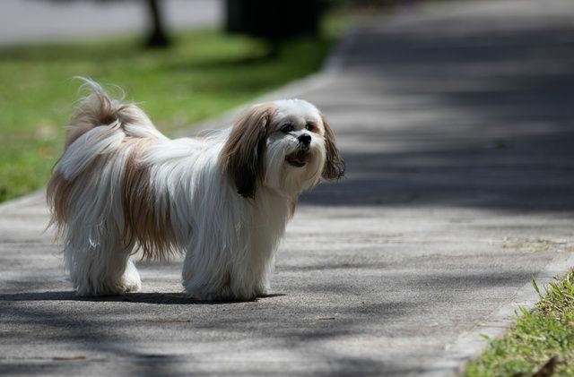 Lhassa Apso blanc sur le trottoir