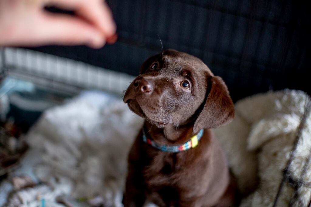 Chien marron assit