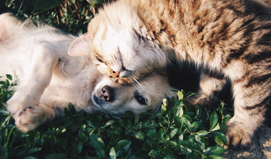 chat et chien qui se font des câlins