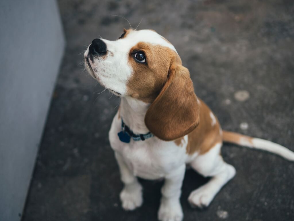 Beagle assit dehors