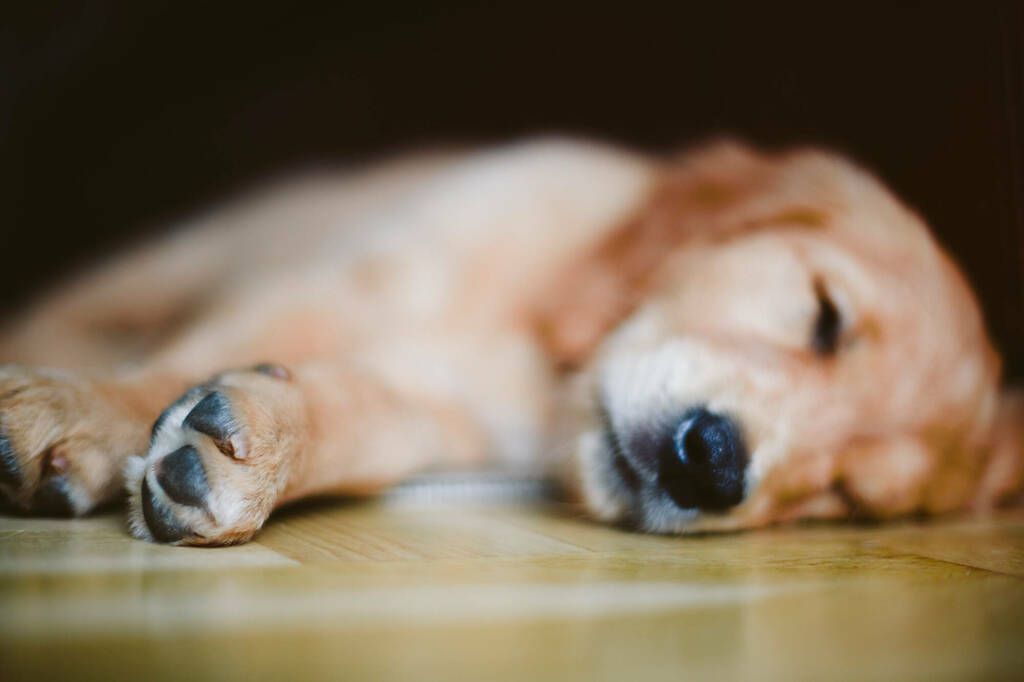 chien qui dort sur le sol