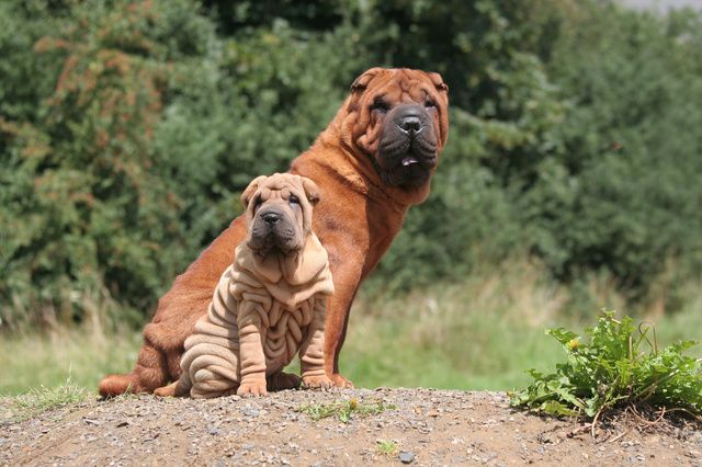 Shar Peï