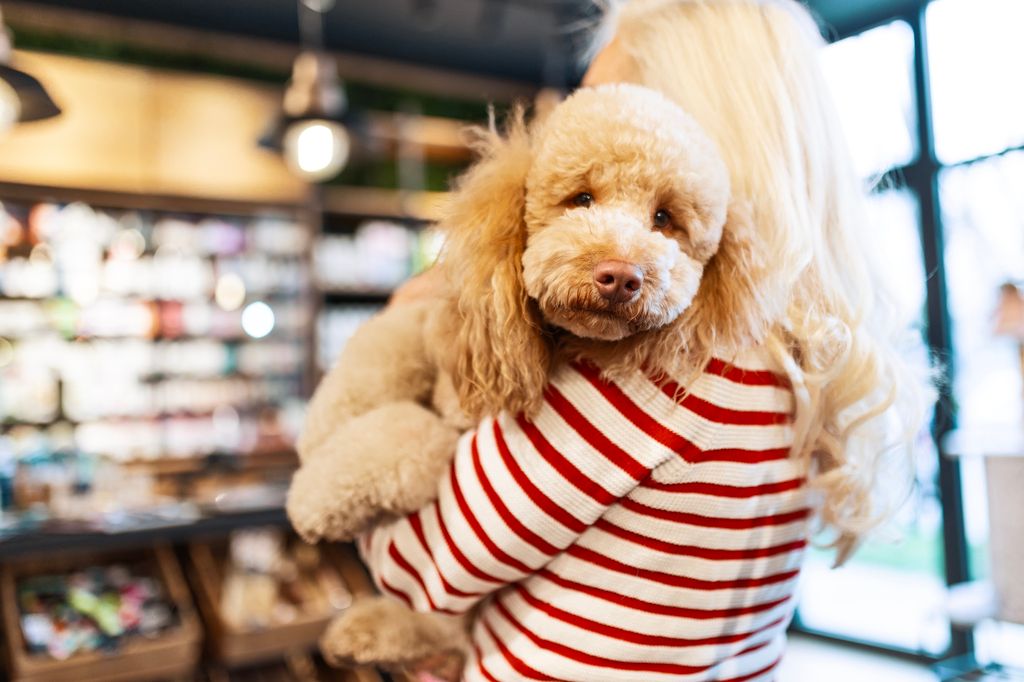 chien dans les bras de sa maîtresse
