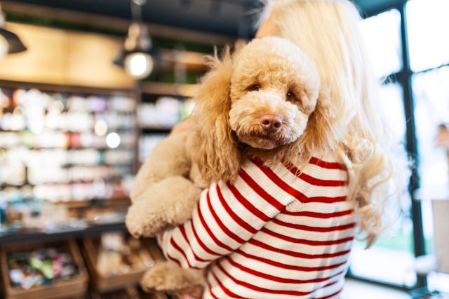 chien dans les bras de sa maîtresse