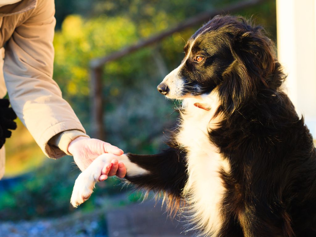 chien qui donne la patte