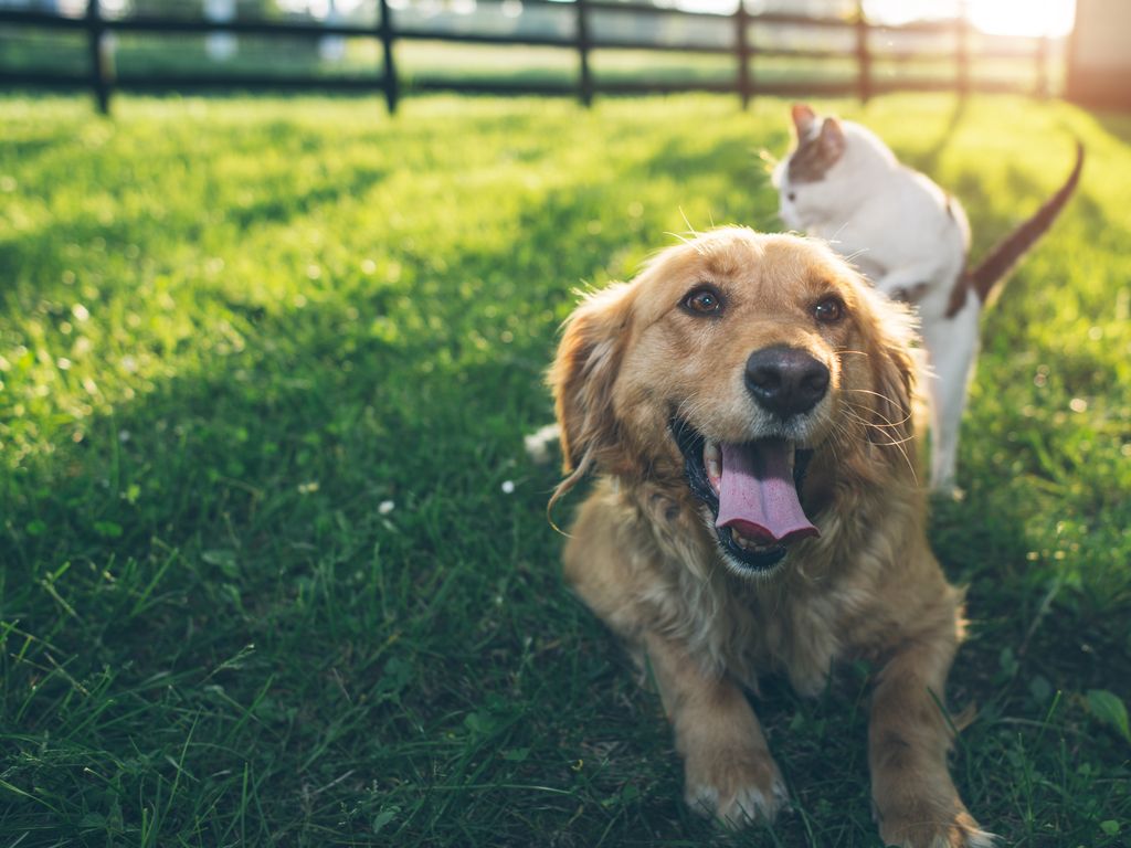 chaton grimpe sur le dos du chien