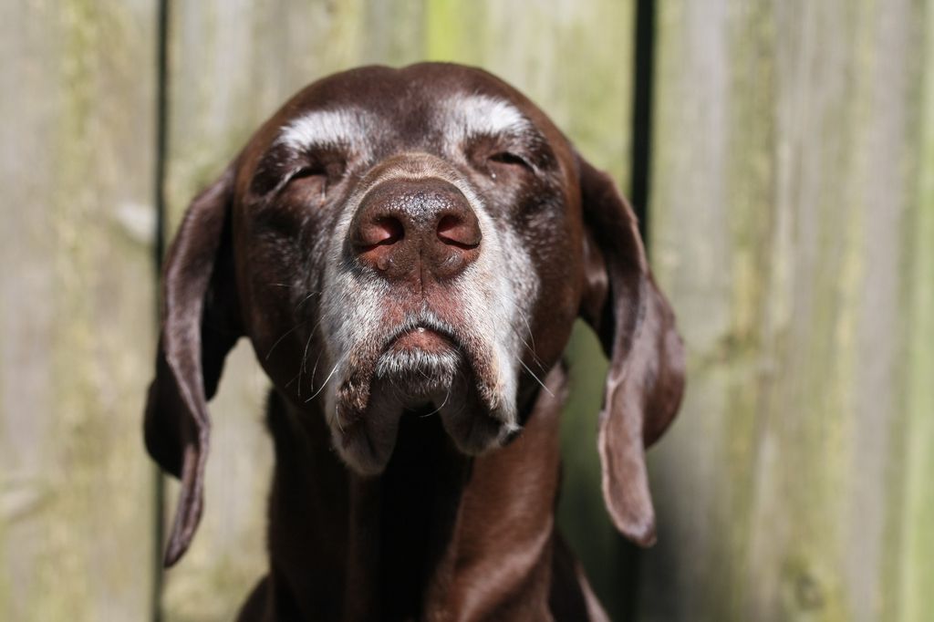 Un chien âgé, la truffe levée
