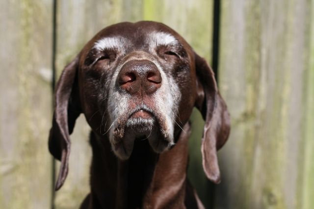 Un chien âgé, la truffe levée