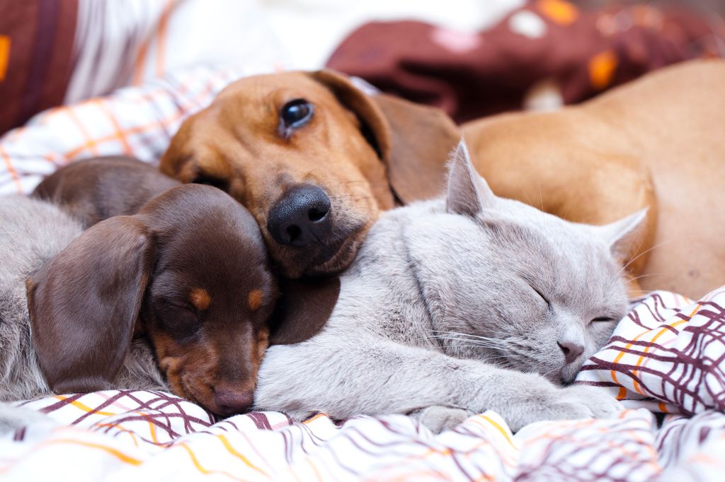 Un chien et un chiot allongés sur le lit