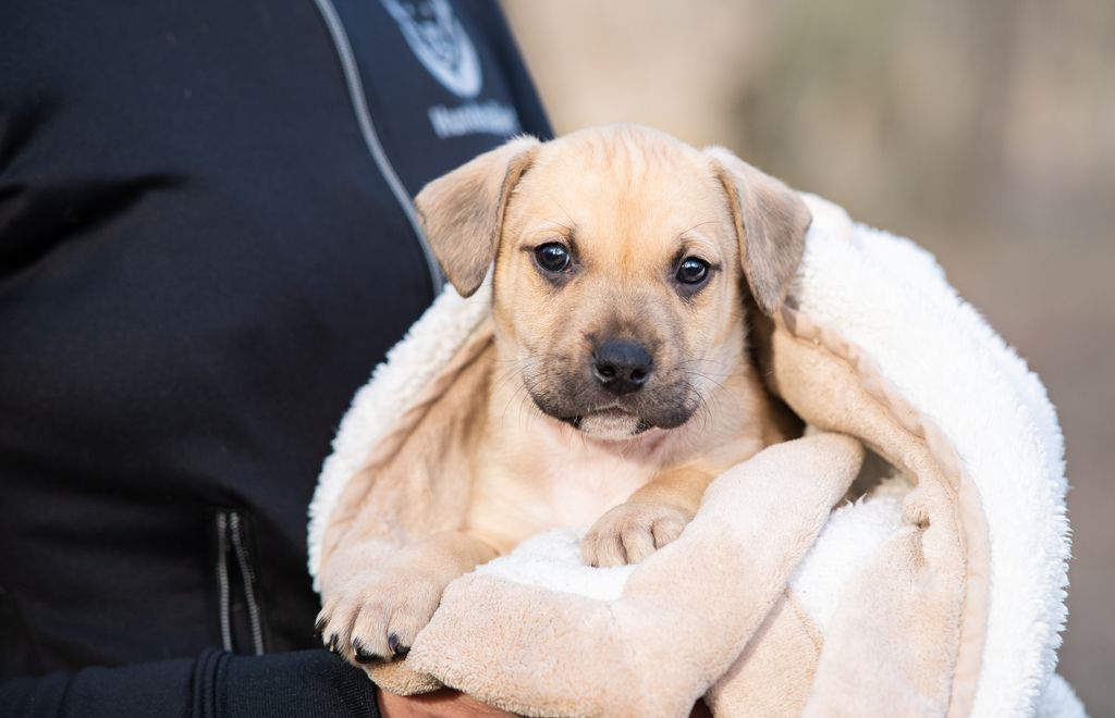 Un chiot dans les bras de son maître