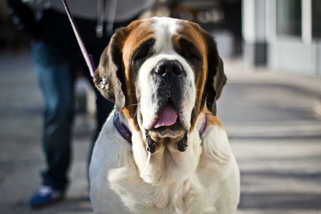 saint bernard en laisse