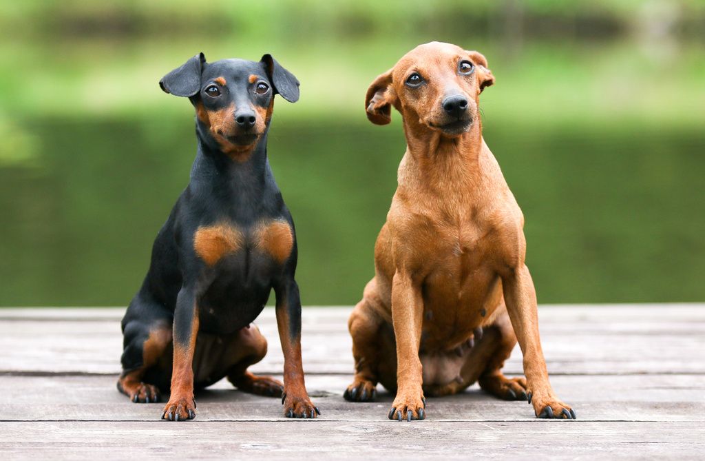 Deux pinscher allemand brun et noir
