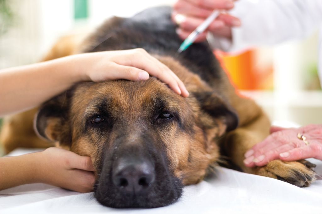 chien chez le vétérinaire