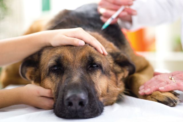 chien chez le vétérinaire
