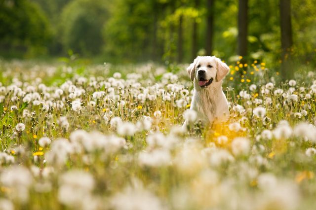 Chien dans un champ de fleurs