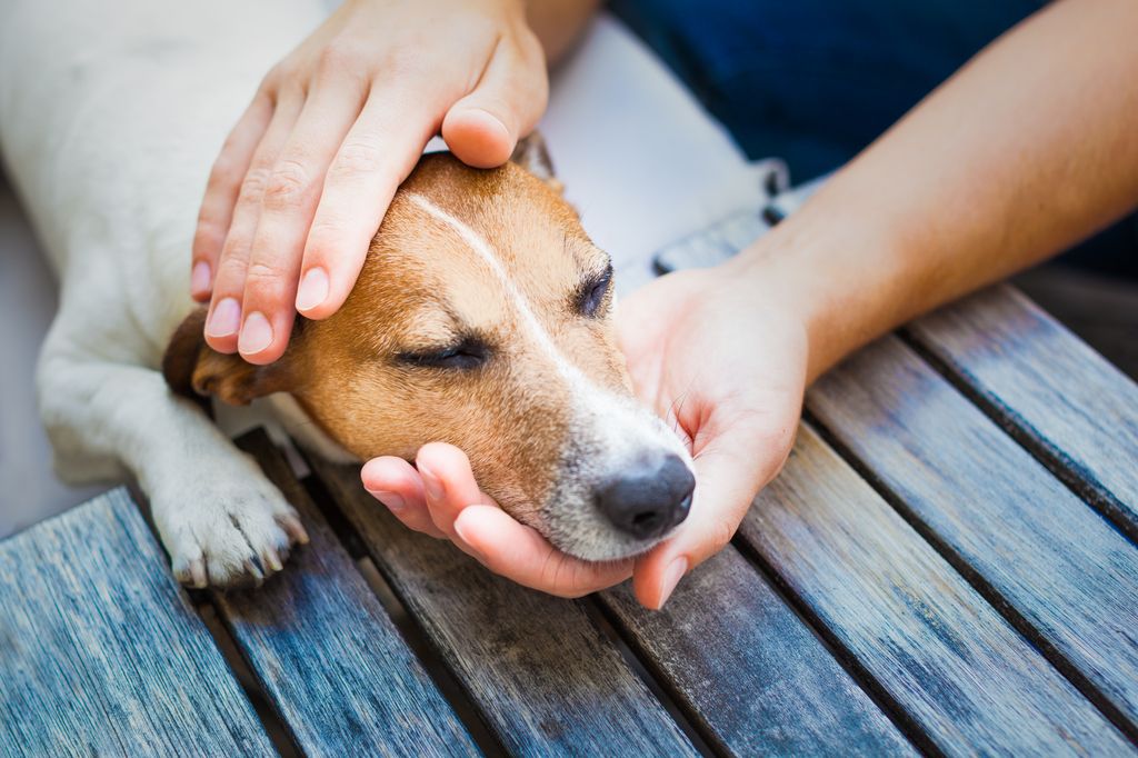 Un chien reposant la tête sur une main